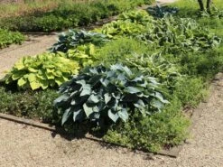 Graublaue Funkie 'Halcyon' 27 Graublaue Funkie 'Halcyon' -Günstiges Erd Seele Geschäft graublaue funkie halcyon m059087 w 9