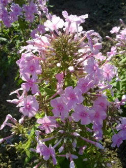 Großblättrige Flammenblume 'Kleiner Augenstern' -Günstiges Erd Seele Geschäft grossblaettrige flammenblume kleiner augenstern m062730 w 0