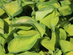 Großblättrige Funkie 'Color Glory'