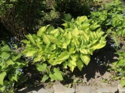 Großblättrige Funkie 'Color Glory' -Günstiges Erd Seele Geschäft grossblaettrige funkie color glory m058997 w 1