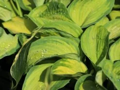 Großblättrige Funkie 'Color Glory' -Günstiges Erd Seele Geschäft grossblaettrige funkie color glory m058997 w 3