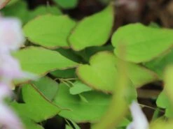 Großblütige Elfenblume 'Akebono' -Günstiges Erd Seele Geschäft grossbluetige elfenblume akebono m082891 w 0