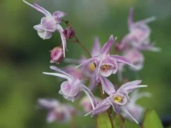 Großblütige Elfenblume 'Akebono' -Günstiges Erd Seele Geschäft grossbluetige elfenblume akebono m082891 w 5