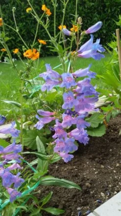 Großblütiger Bartfaden 'Catherine De La Mare' -Günstiges Erd Seele Geschäft grossbluetiger bartfaden catherine de la mare m059854 193676 0