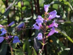 Großblütiger Bartfaden 'Catherine De La Mare'