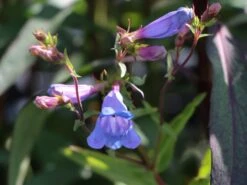 Großblütiger Bartfaden 'Catherine De La Mare' -Günstiges Erd Seele Geschäft grossbluetiger bartfaden catherine de la mare m059854 w 1