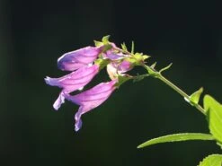 Großblütiger Bartfaden 'Catherine De La Mare' -Günstiges Erd Seele Geschäft grossbluetiger bartfaden catherine de la mare m059854 w 2