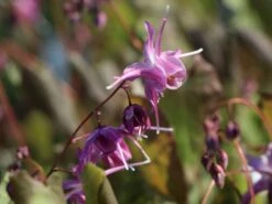 Großblumige Elfenblume 'Lilafee' -Günstiges Erd Seele Geschäft grossblumige elfenblume lilafee m010860 w 0