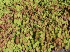 Großblumige Elfenblume 'Lilafee' -Günstiges Erd Seele Geschäft grossblumige elfenblume lilafee m010860 w 2