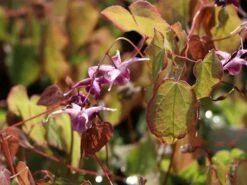 Großblumige Elfenblume 'Lilafee' -Günstiges Erd Seele Geschäft grossblumige elfenblume lilafee m010860 w 4