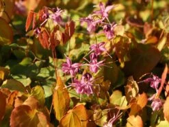 Großblumige Elfenblume 'Lilafee' -Günstiges Erd Seele Geschäft grossblumige elfenblume lilafee m010860 w 5