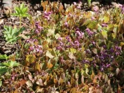 Großblumige Elfenblume 'Lilafee' -Günstiges Erd Seele Geschäft grossblumige elfenblume lilafee m010860 w 6