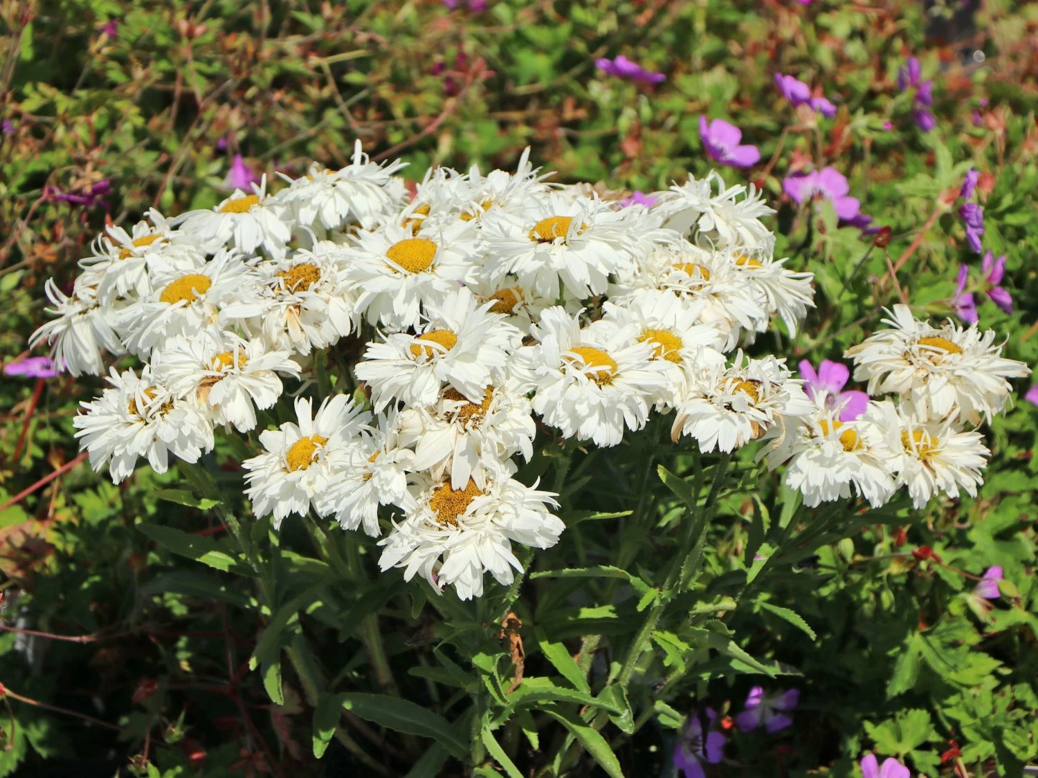 Großblumige Garten-Margerite 'Freak!' ® 3 Großblumige Garten-Margerite 'Freak!' ®