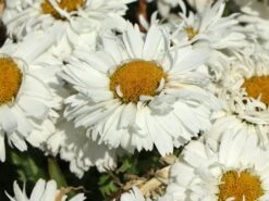 Großblumige Garten-Margerite 'Freak!' ® 9 Großblumige Garten-Margerite 'Freak!' ® -Günstiges Erd Seele Geschäft grossblumige garten margerite freak m107556 w 0