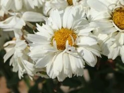 Großblumige Garten-Margerite 'Freak!' ® 7 Großblumige Garten-Margerite 'Freak!' ® -Günstiges Erd Seele Geschäft grossblumige garten margerite freak m107556 w 1