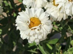 Großblumige Garten-Margerite 'Freak!' ® 8 Großblumige Garten-Margerite 'Freak!' ® -Günstiges Erd Seele Geschäft grossblumige garten margerite freak m107556 w 2