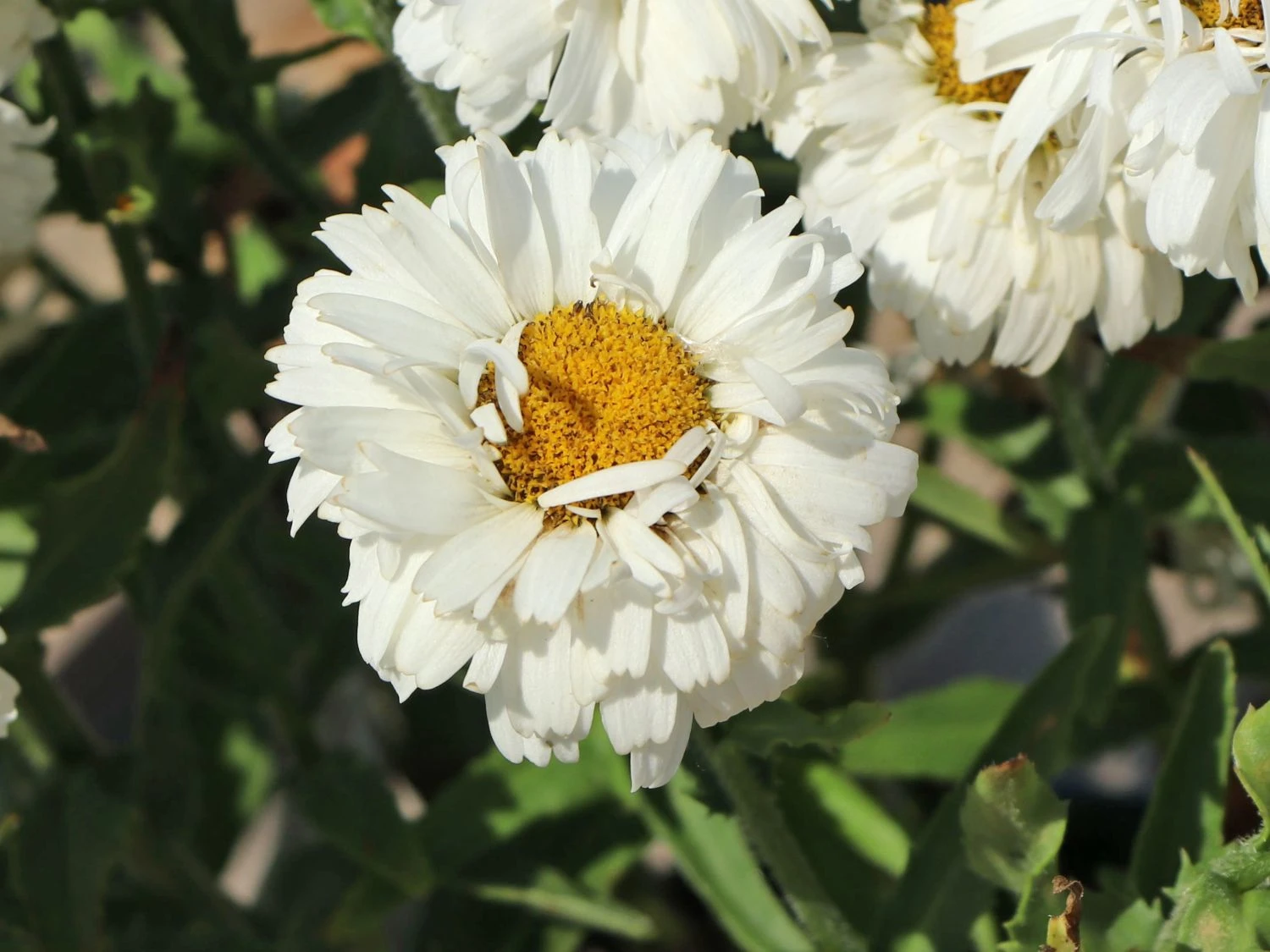 Großblumige Garten-Margerite 'Freak!' ® 5 Großblumige Garten-Margerite 'Freak!' ® – Bild 3