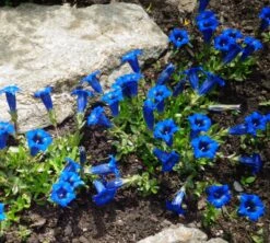 Großblumiger Frühlings-Enzian 15 Großblumiger Frühlings-Enzian -Günstiges Erd Seele Geschäft grossblumiger fruehlings enzian m015327 676099 0