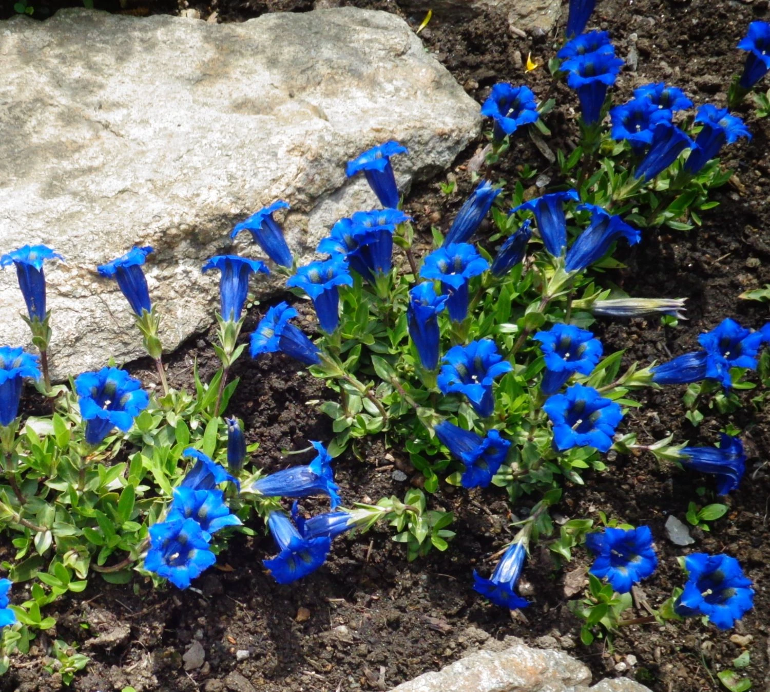 Großblumiger Frühlings-Enzian 9 Großblumiger Frühlings-Enzian – Bild 7