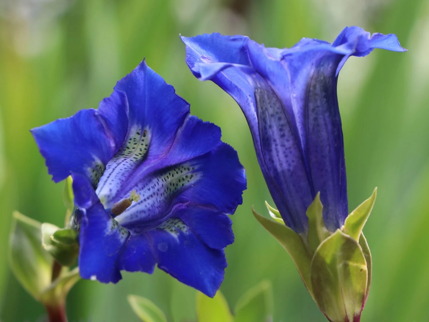 Großblumiger Frühlings-Enzian 4 Großblumiger Frühlings-Enzian – Bild 2