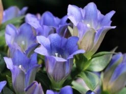 Großblumiger Frühlings-Enzian 13 Großblumiger Frühlings-Enzian -Günstiges Erd Seele Geschäft grossblumiger fruehlings enzian m015327 w 1