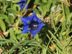 Großblumiger Frühlings-Enzian 12 Großblumiger Frühlings-Enzian -Günstiges Erd Seele Geschäft grossblumiger fruehlings enzian m015327 w 3