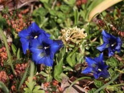 Großblumiger Frühlings-Enzian 11 Großblumiger Frühlings-Enzian -Günstiges Erd Seele Geschäft grossblumiger fruehlings enzian m015327 w 4