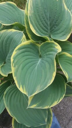 Große Gelbrand-Funkie 'Sagae' -Günstiges Erd Seele Geschäft grosse gelbrand funkie sagae m058946 193676 0