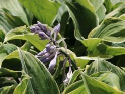 Große Gelbrand-Funkie 'Sagae' -Günstiges Erd Seele Geschäft grosse gelbrand funkie sagae m058946 w 1