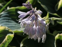 Große Gelbrand-Funkie 'Sagae' -Günstiges Erd Seele Geschäft grosse gelbrand funkie sagae m058946 w 3