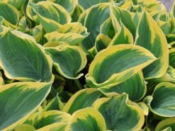 Große Gelbrand-Funkie 'Sagae' -Günstiges Erd Seele Geschäft grosse gelbrand funkie sagae m058946 w 4