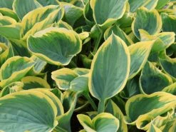 Große Gelbrand-Funkie 'Sagae' -Günstiges Erd Seele Geschäft grosse gelbrand funkie sagae m058946 w 5