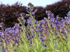 Große Ochsenzunge 'Dropmore' 14 Große Ochsenzunge 'Dropmore' -Günstiges Erd Seele Geschäft grosse ochsenzunge dropmore m044571 w 0