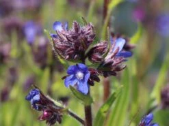 Große Ochsenzunge 'Dropmore' 16 Große Ochsenzunge 'Dropmore' -Günstiges Erd Seele Geschäft grosse ochsenzunge dropmore m044571 w 1