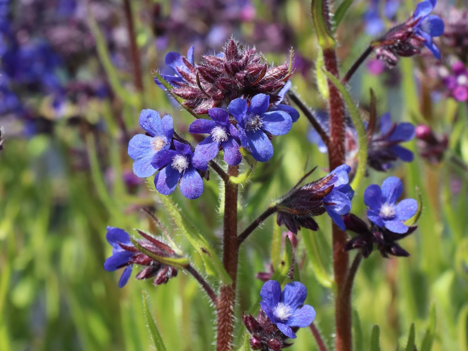 Große Ochsenzunge 'Dropmore' 7 Große Ochsenzunge 'Dropmore' – Bild 5