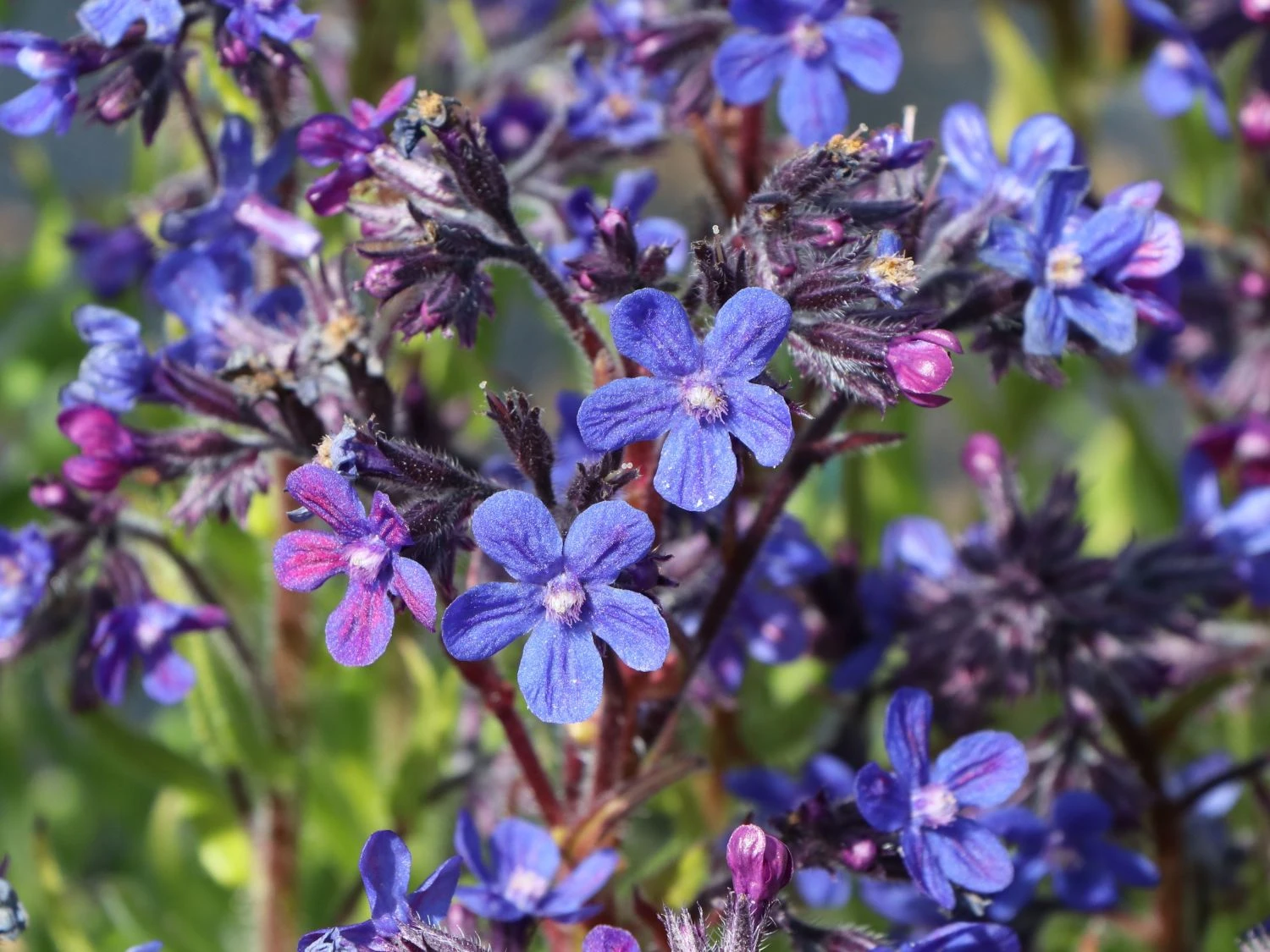 Große Ochsenzunge 'Dropmore' 10 Große Ochsenzunge 'Dropmore' – Bild 8