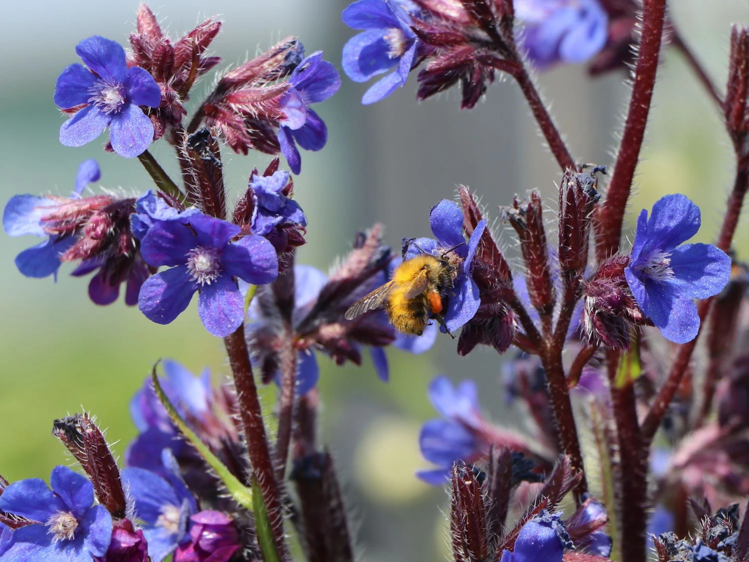 Große Ochsenzunge 'Dropmore' 4 Große Ochsenzunge 'Dropmore' – Bild 2