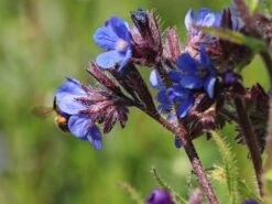 Große Ochsenzunge 'Dropmore' 17 Große Ochsenzunge 'Dropmore' -Günstiges Erd Seele Geschäft grosse ochsenzunge dropmore m044571 w 5