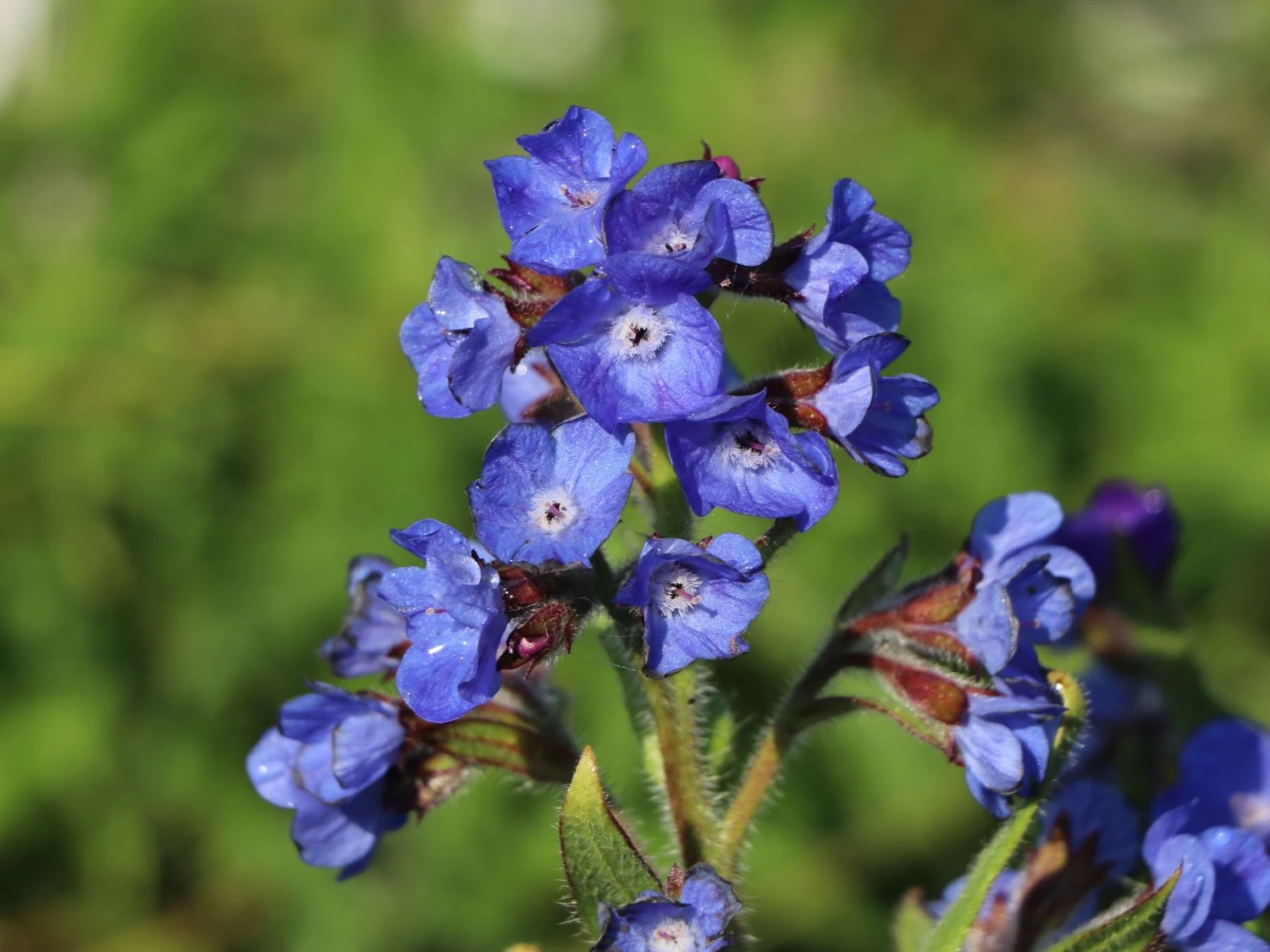 Große Ochsenzunge 'Dropmore' 11 Große Ochsenzunge 'Dropmore' – Bild 9