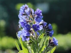 Große Ochsenzunge 'Dropmore' 13 Große Ochsenzunge 'Dropmore' -Günstiges Erd Seele Geschäft grosse ochsenzunge dropmore m044571 w 7