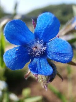 Große Ochsenzunge 'Loddon Royalist' -Günstiges Erd Seele Geschäft grosse ochsenzunge loddon royalist m012337 506742 0