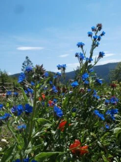 Große Ochsenzunge 'Loddon Royalist' -Günstiges Erd Seele Geschäft grosse ochsenzunge loddon royalist m012337 506742 1