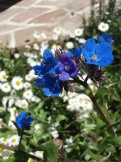 Große Ochsenzunge 'Loddon Royalist' -Günstiges Erd Seele Geschäft grosse ochsenzunge loddon royalist m012337 506742 2