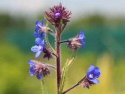 Große Ochsenzunge 'Loddon Royalist' -Günstiges Erd Seele Geschäft grosse ochsenzunge loddon royalist m012337 w 0