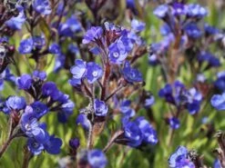 Große Ochsenzunge 'Loddon Royalist' -Günstiges Erd Seele Geschäft grosse ochsenzunge loddon royalist m012337 w 2