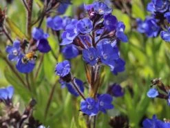 Große Ochsenzunge 'Loddon Royalist' -Günstiges Erd Seele Geschäft grosse ochsenzunge loddon royalist m012337 w 3