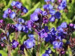 Große Ochsenzunge 'Loddon Royalist' -Günstiges Erd Seele Geschäft grosse ochsenzunge loddon royalist m012337 w 5