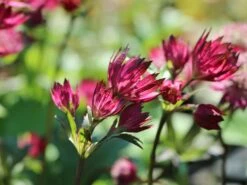 Große Sterndolde 'Burgundy Manor' -Günstiges Erd Seele Geschäft grosse sterndolde burgundy manor m117762 w 2