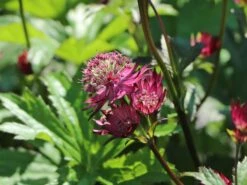 Große Sterndolde 'Burgundy Manor' -Günstiges Erd Seele Geschäft grosse sterndolde burgundy manor m117762 w 3