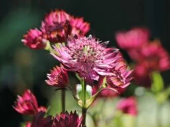 Große Sterndolde 'Burgundy Manor' -Günstiges Erd Seele Geschäft grosse sterndolde burgundy manor m117762 w 4